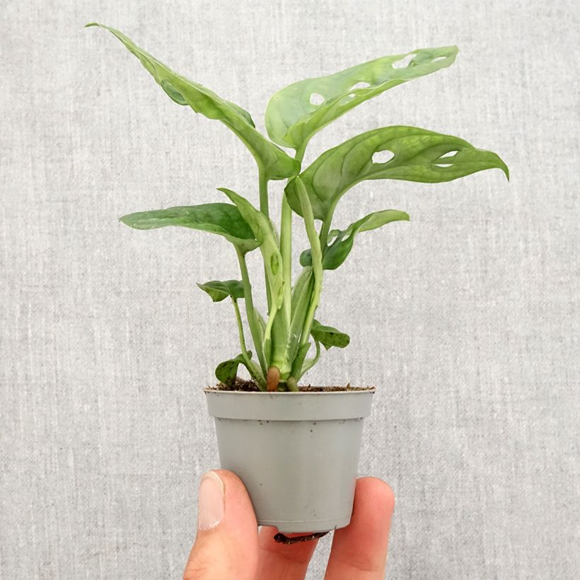 Amostra de Monstera adansonii Mini-plante tal como entregue na primavera