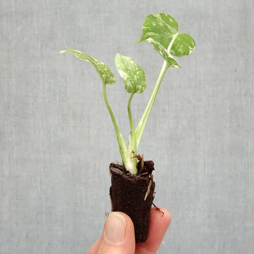 Amostra de Monstera deliciosa Thai Constellation Miniplanta tal como entregue na primavera