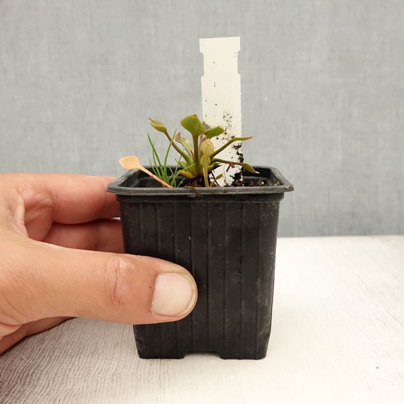 Amostra de Claytonia sibirica Vaso de 8/9 cm tal como entregue no verão