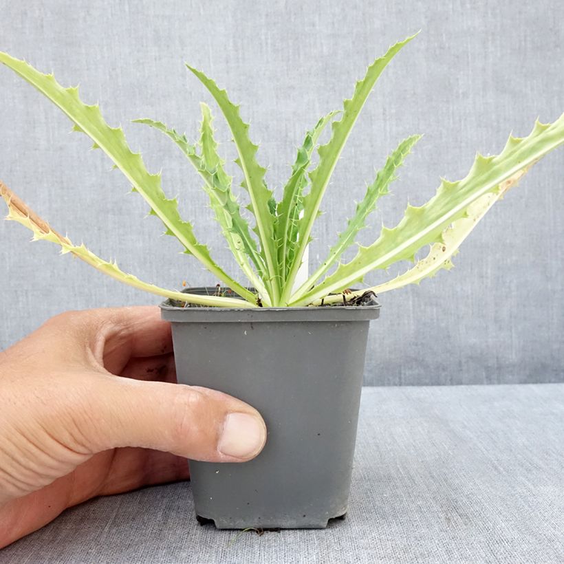 Amostra de Morina longifolia Vaso de 8/9 cm tal como entregue no verão