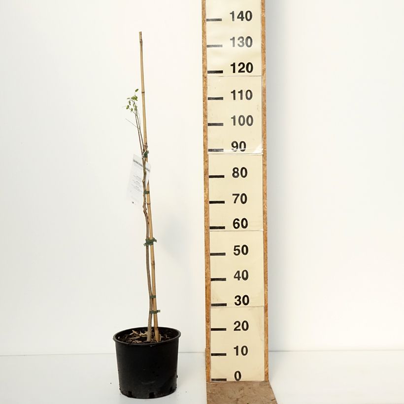 Amostra de Moringa oleifera Vaso de 7,5 L/10 L tal como entregue no inverno