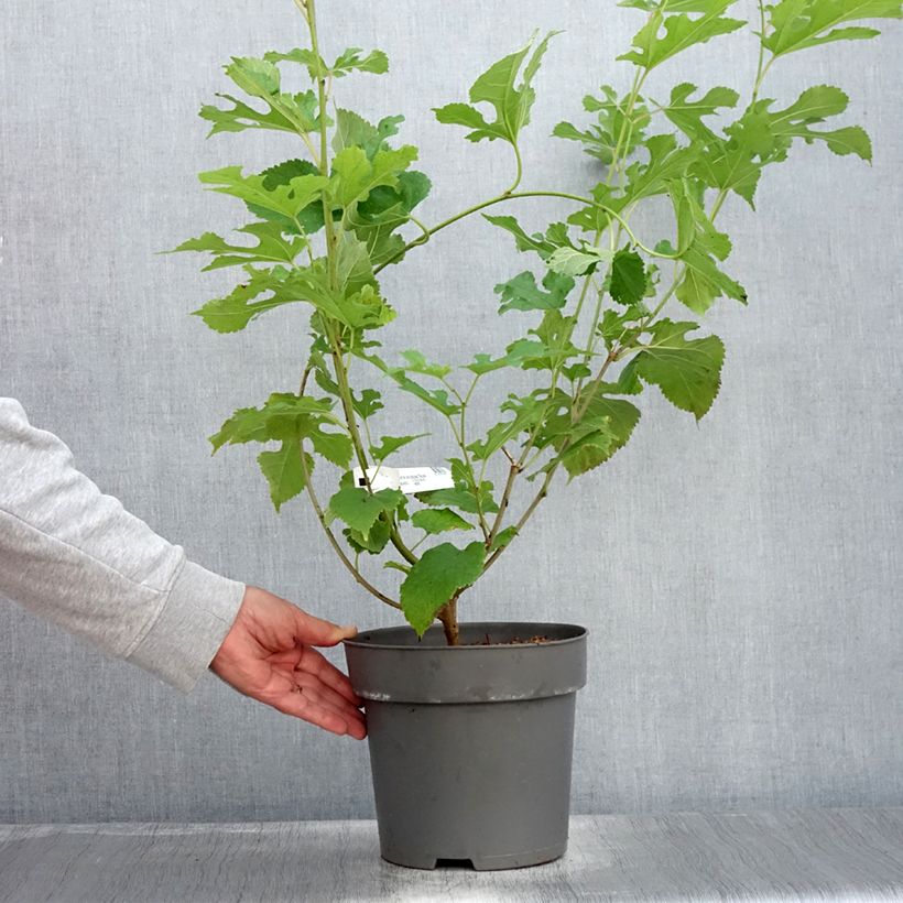 Amostra de Morus acidosa Mulle - Amoreira-japonesa Vaso de 3 L/4 L tal como entregue no verão