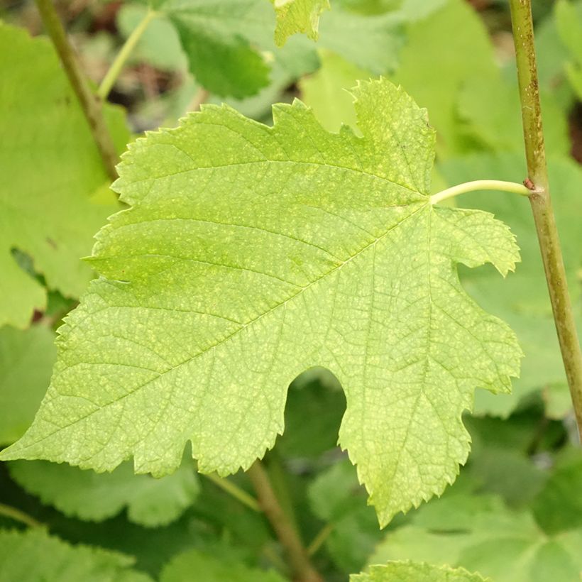 Morus acidosa Mulle - Amoreira-japonesa (Folhagem)