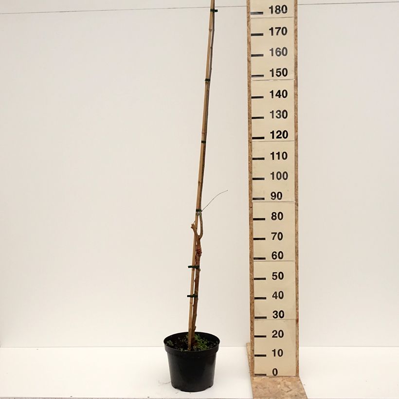 Amostra de Morus alba Bistro - Mûrier blanc Pot de 4L/5L tal como entregue no inverno