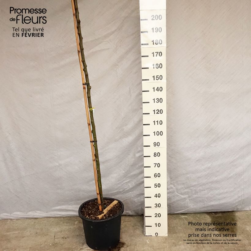 Amostra de Morus alba Fruitless - Mûrier blanc stérile Vaso de 18 L/20 L tal como entregue no inverno