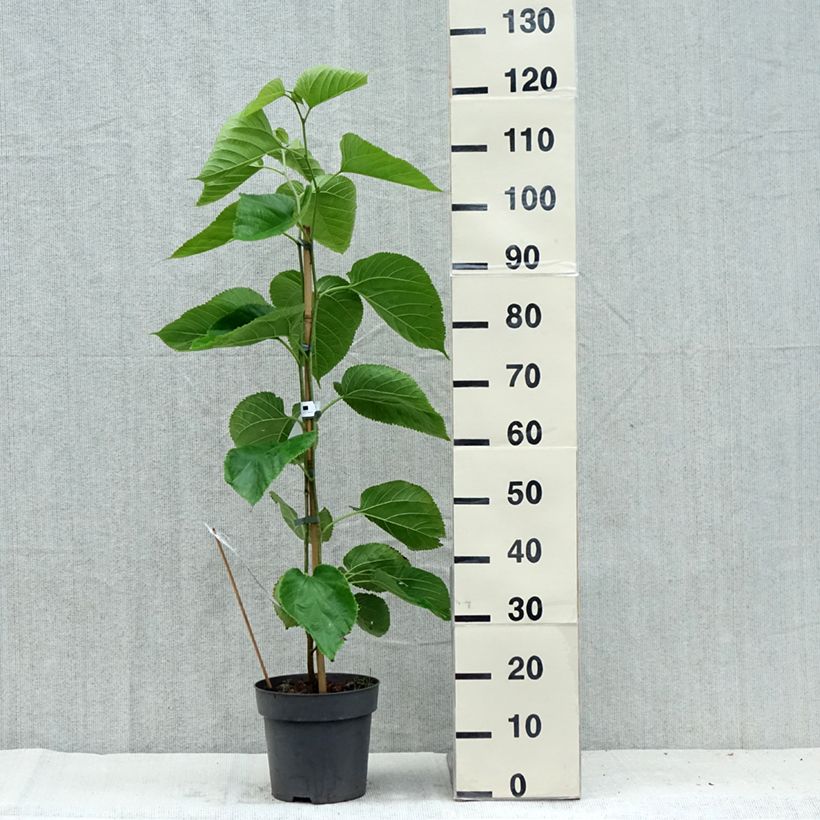 Amostra de Morus alba Giant Fruit - Amoreira-branca Vaso de 3 L/4 L tal como entregue no verão