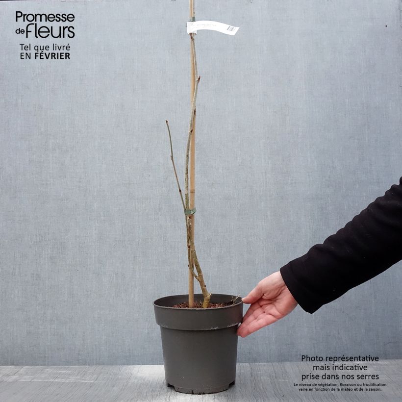 Amostra de Morus alba Giant Fruit - Mûrier blanc Vaso de 3 L/4 L tal como entregue no inverno