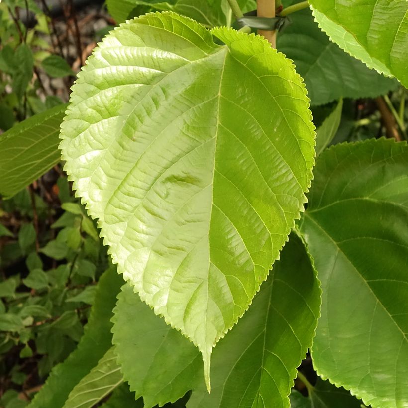 Morus alba Giant Fruit - Amoreira-branca (Folhagem)