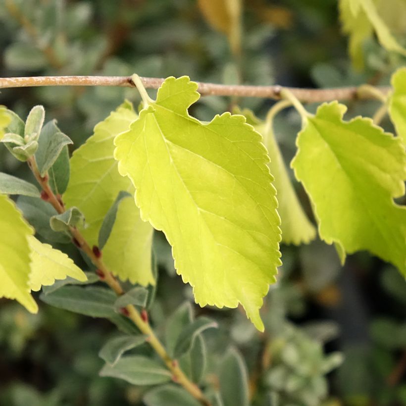 Morus alba Milanowek - Amoreira-branca (Folhagem)
