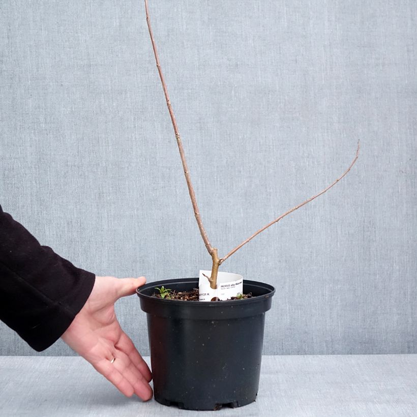 Amostra de Morus alba Milanowek - Mûrier blanc Vaso de 3 L/4 L tal como entregue no inverno