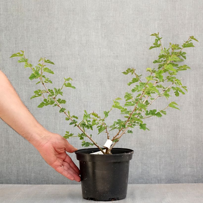 Amostra de Morus alba Milanowek - Amoreira-branca Vaso de 3 L/4 L tal como entregue na primavera