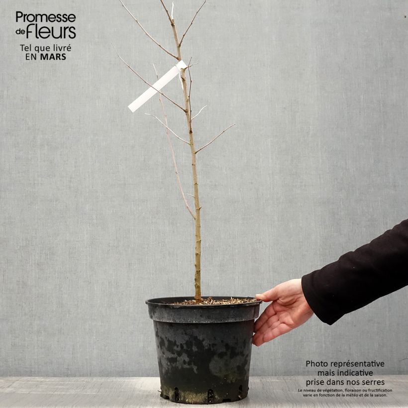 Amostra de Morus alba - Amoreira-branca Vaso de 7,5 L/10 L tal como entregue na primavera