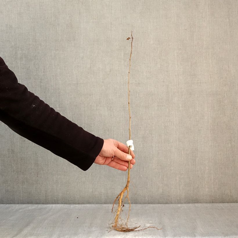 Amostra de Morus alba - Mûrier blanc  Raízes nuas tal como entregue no inverno