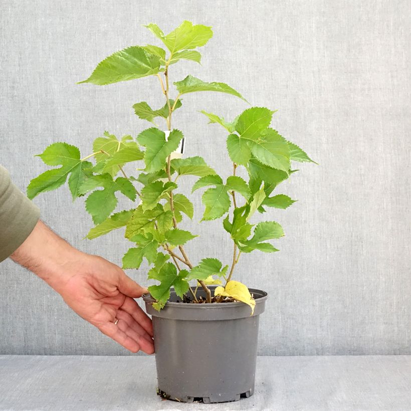 Amostra de Morus alba Shin Tso - Amoreira-tortuosa Vaso de 3 L/4 L tal como entregue no verão
