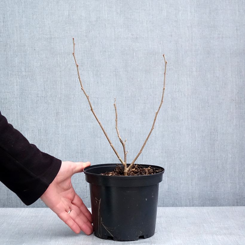 Amostra de Morus alba Shin Tso - Amoreira-tortuosa Vaso de 3 L/4 L tal como entregue no inverno