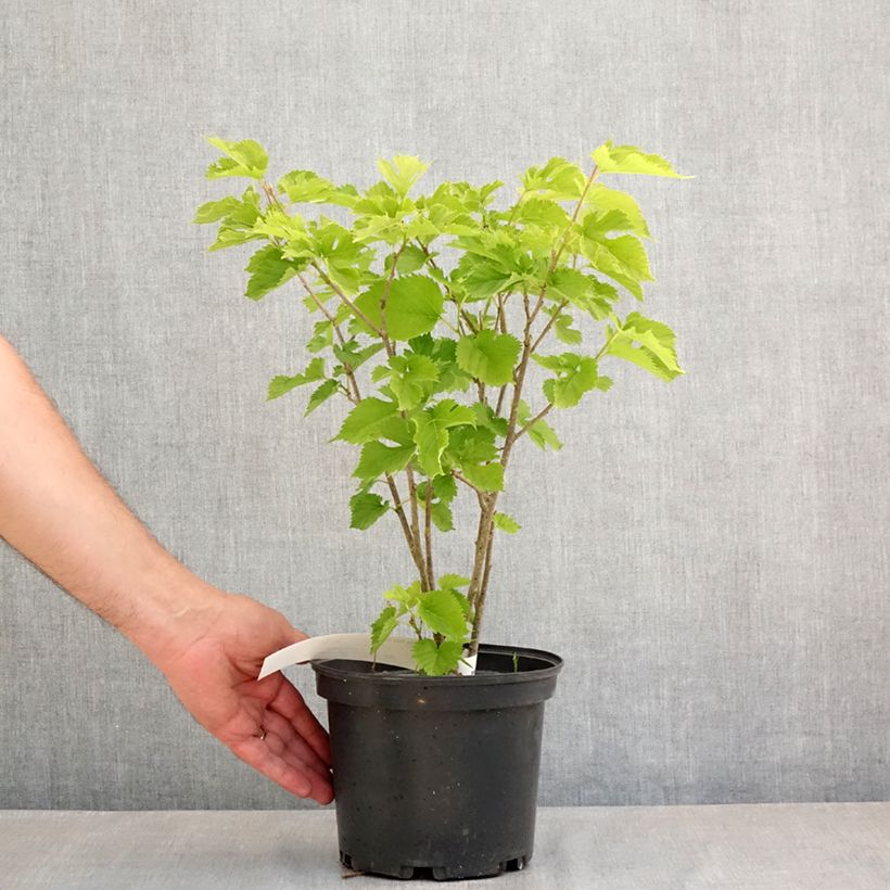 Amostra de Morus alba Shin Tso - Amoreira-tortuosa Vaso de 3 L/4 L tal como entregue na primavera