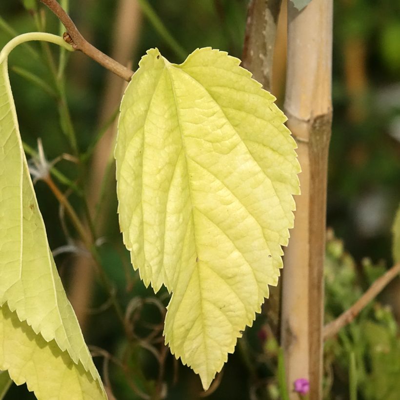 Morus alba var. latifolia Spirata - Amoreira-branca (Folhagem)