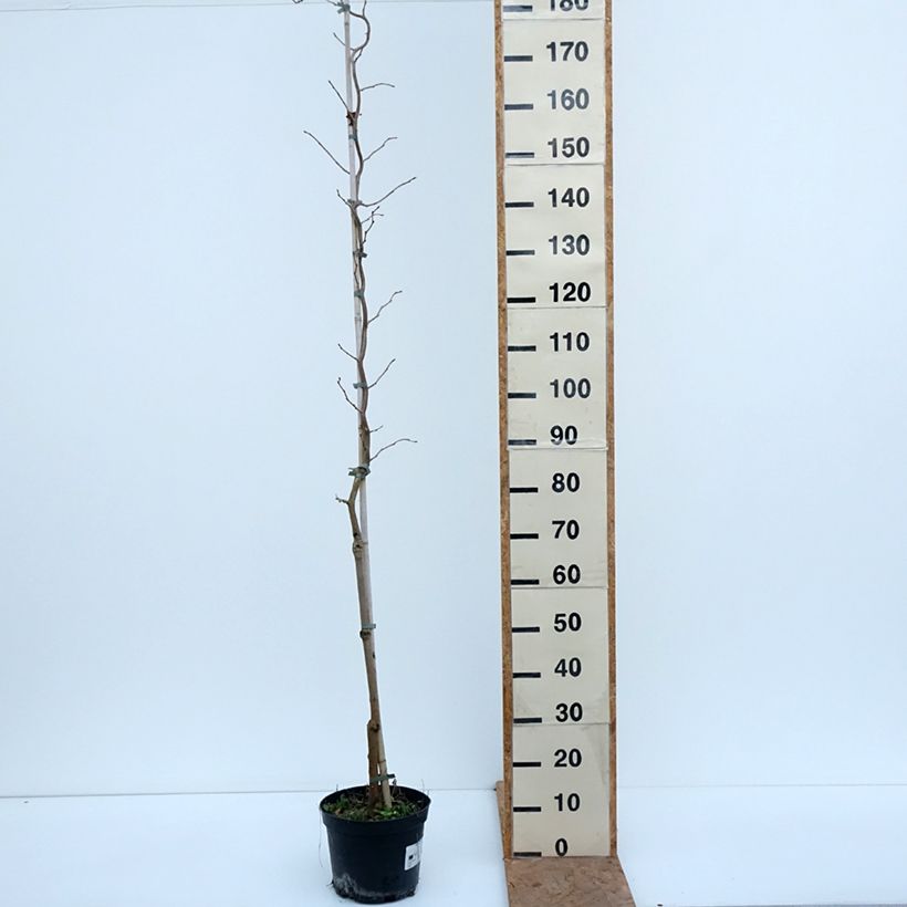 Amostra de Morus alba var. latifolia Spirata - Amoreira-branca Vaso de 7,5 L/10 L tal como entregue no outono