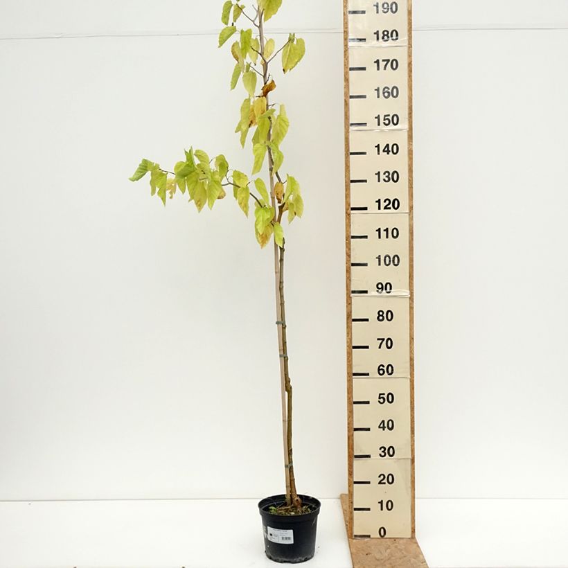 Amostra de Morus alba var. latifolia Spirata - Amoreira-branca Vaso de 7,5 L/10 L tal como entregue no verão