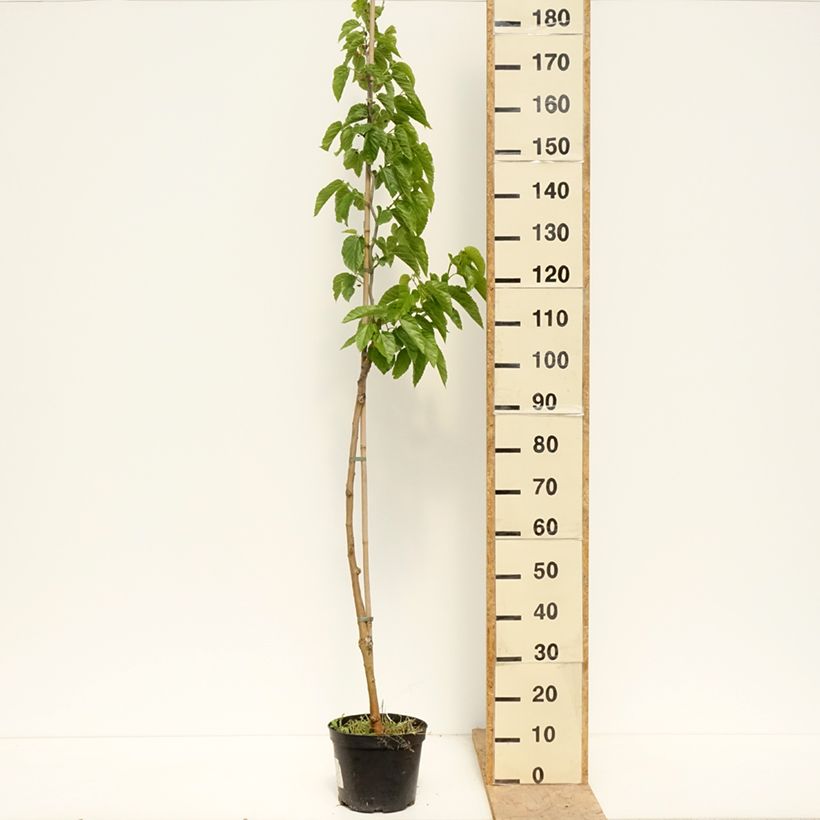 Amostra de Morus alba var. latifolia Spirata - Amoreira-branca Vaso de 4 L/5 L tal como entregue na primavera