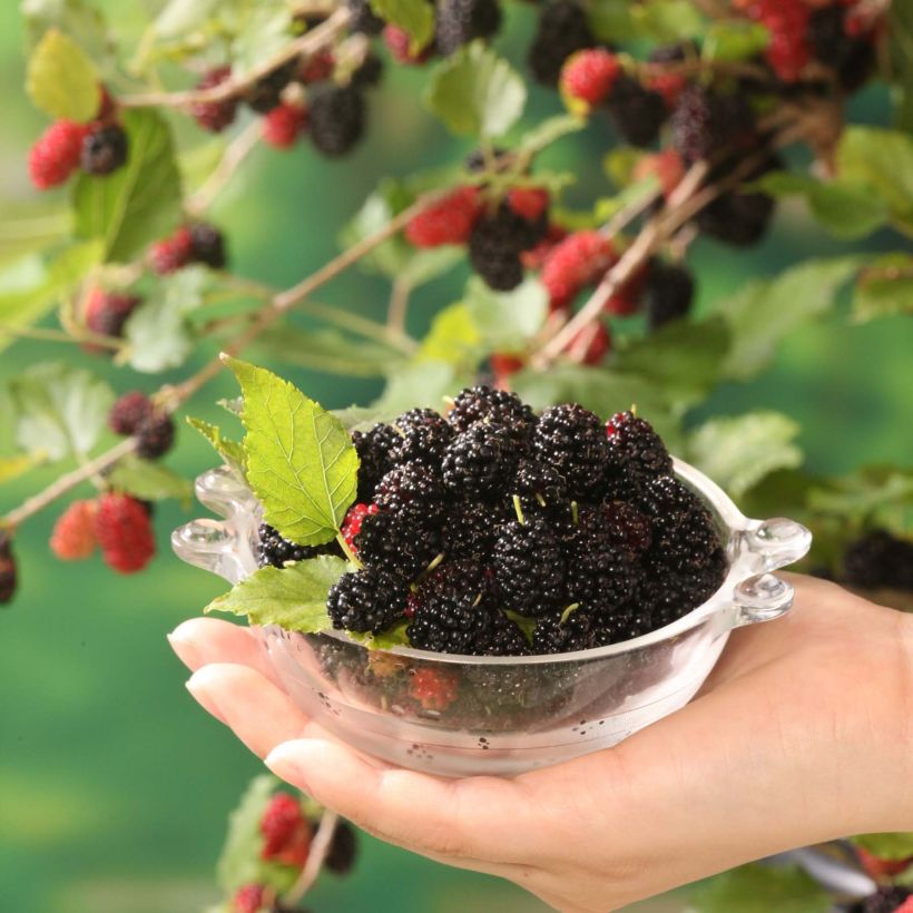 Amoreira-anã Mojo Berry - Morus rotundiloba (Colheita)