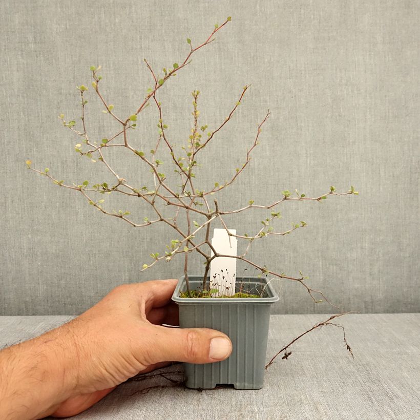 Amostra de Muehlenbeckia astonii Vaso de 8/9 cm tal como entregue no verão