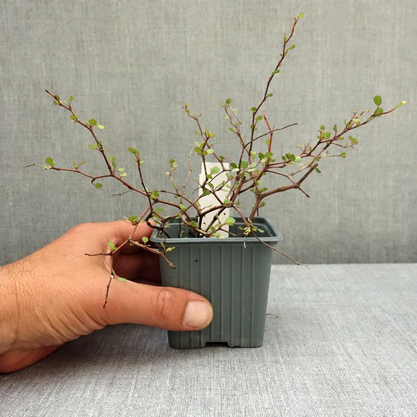 Amostra de Muehlenbeckia astonii Vaso de 8/9 cm tal como entregue na primavera