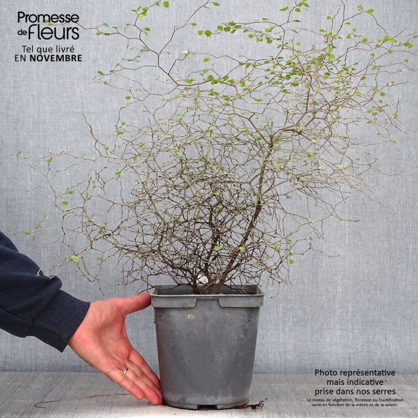 Amostra de Muehlenbeckia astonii Vaso de 3 L/4 L tal como entregue no outono