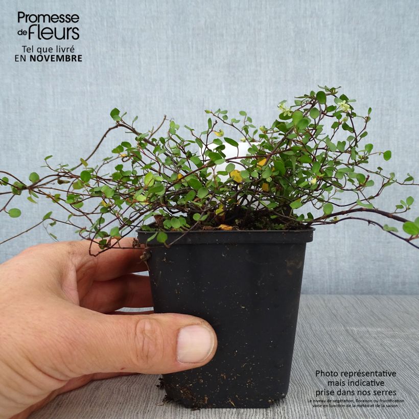 Amostra de Muehlenbeckia axillaris Vaso de 8/9 cm tal como entregue no outono