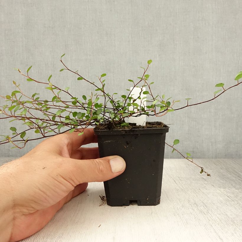 Amostra de Muehlenbeckia axillaris Vaso de 8/9 cm tal como entregue no verão