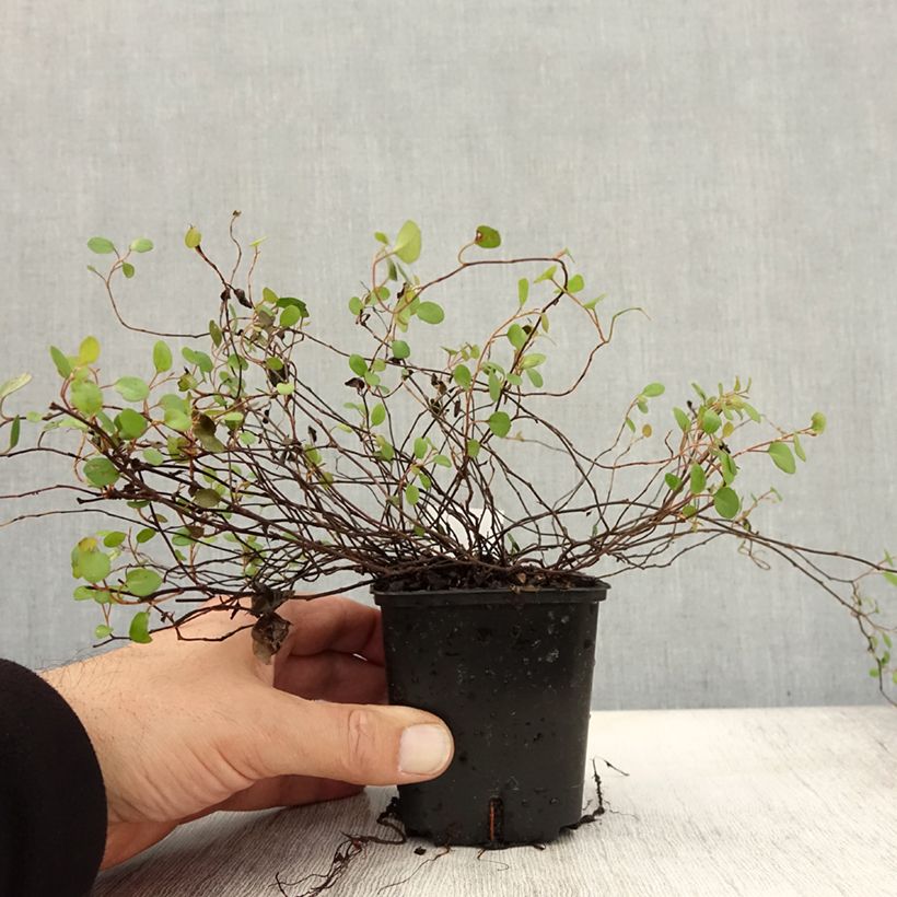 Amostra de Muehlenbeckia complexa Vaso de 8/9 cm tal como entregue no outono