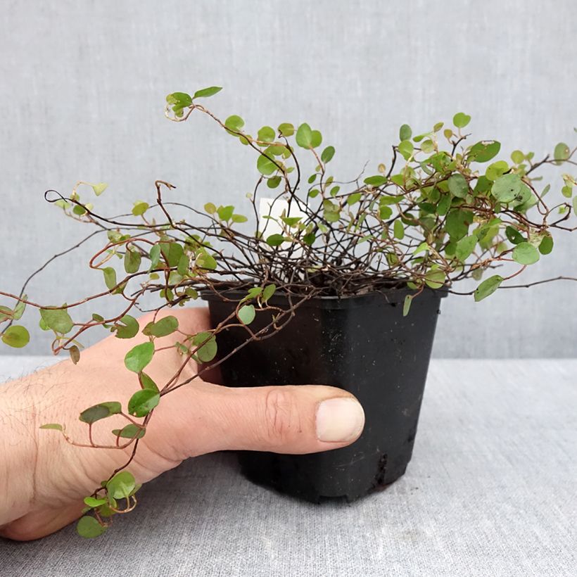 Amostra de Muehlenbeckia complexa Vaso de 8/9 cm tal como entregue na primavera
