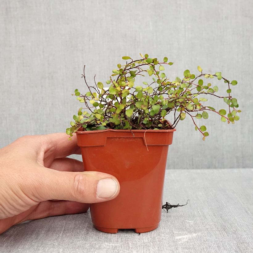 Amostra de Muehlenbeckia complexa Golden Girl Vaso de 8/9 cm tal como entregue no outono