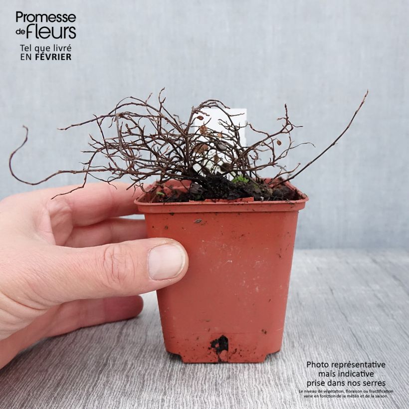 Amostra de Muehlenbeckia complexa Golden Girl - Muehlenbeckie Vaso de 8/9 cm tal como entregue no inverno