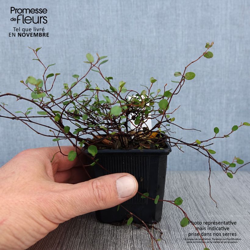 Amostra de Muehlenbeckia complexa Sealand Compact Vaso de 8/9 cm tal como entregue no outono
