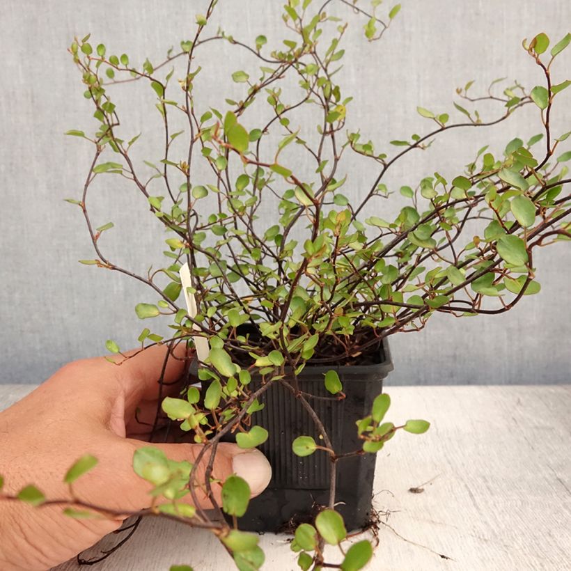 Amostra de Muehlenbeckia complexa Sealand Compact Vaso de 8/9 cm tal como entregue no verão