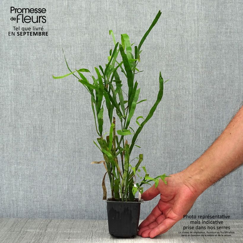Amostra de Muehlenbeckia platyclada Vaso de 8/9 cm tal como entregue no outono
