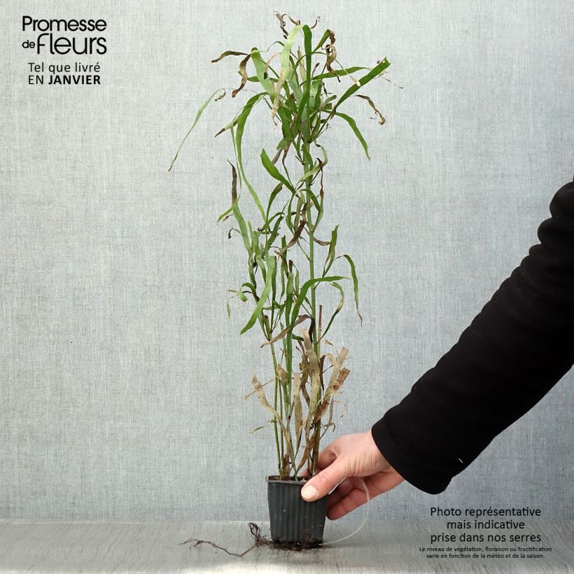 Amostra de Muehlenbeckia platyclada - Plante ruban Vaso de 8/9 cm tal como entregue no inverno