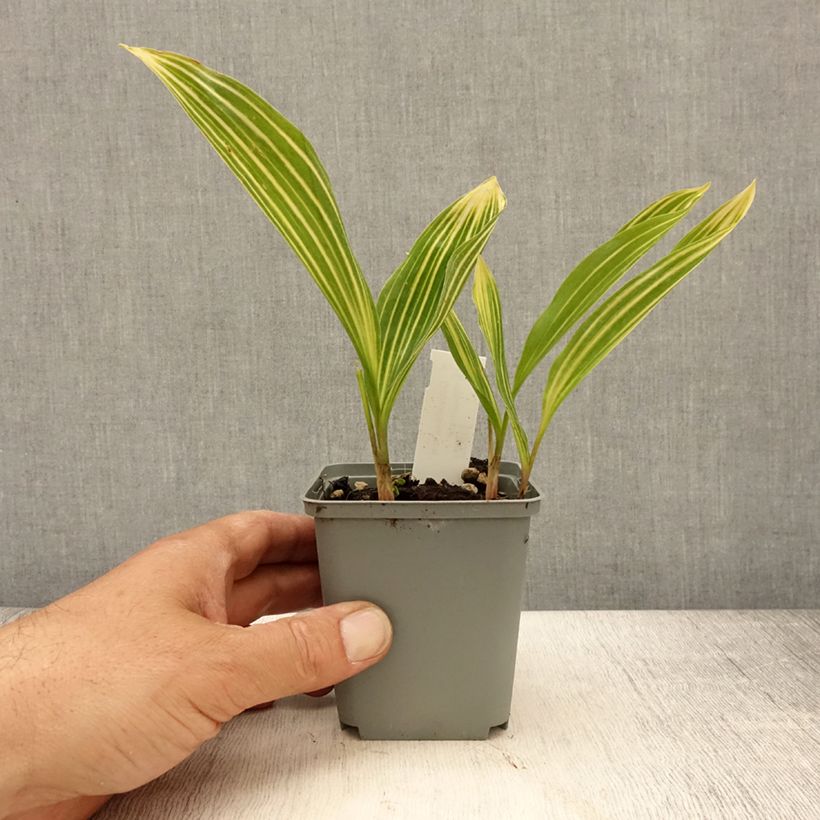 Amostra de Lírio-do-vale Albostriata - Convallaria majalis Vaso de 8/9 cm tal como entregue na primavera