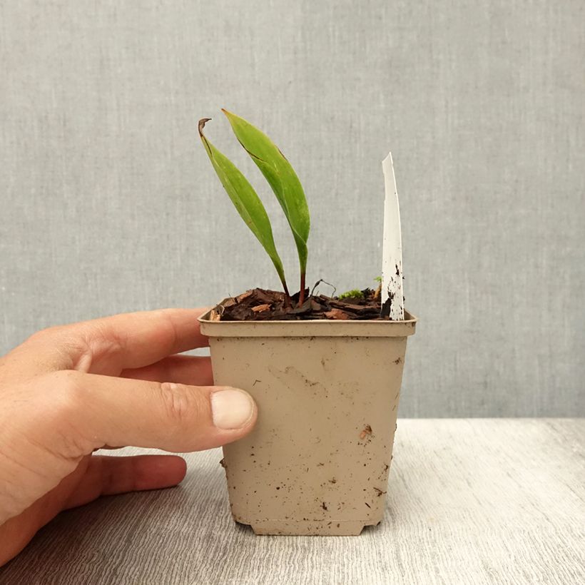 Amostra de Lírio-do-vale Bordeaux - Convallaria majalis Vaso de 8/9 cm tal como entregue no verão