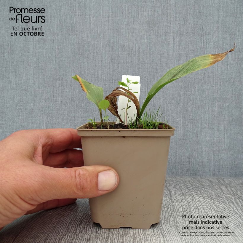 Amostra de Lírio-do-vale Prolificans - Convallaria majalis Vaso de 8/9 cm tal como entregue no outono