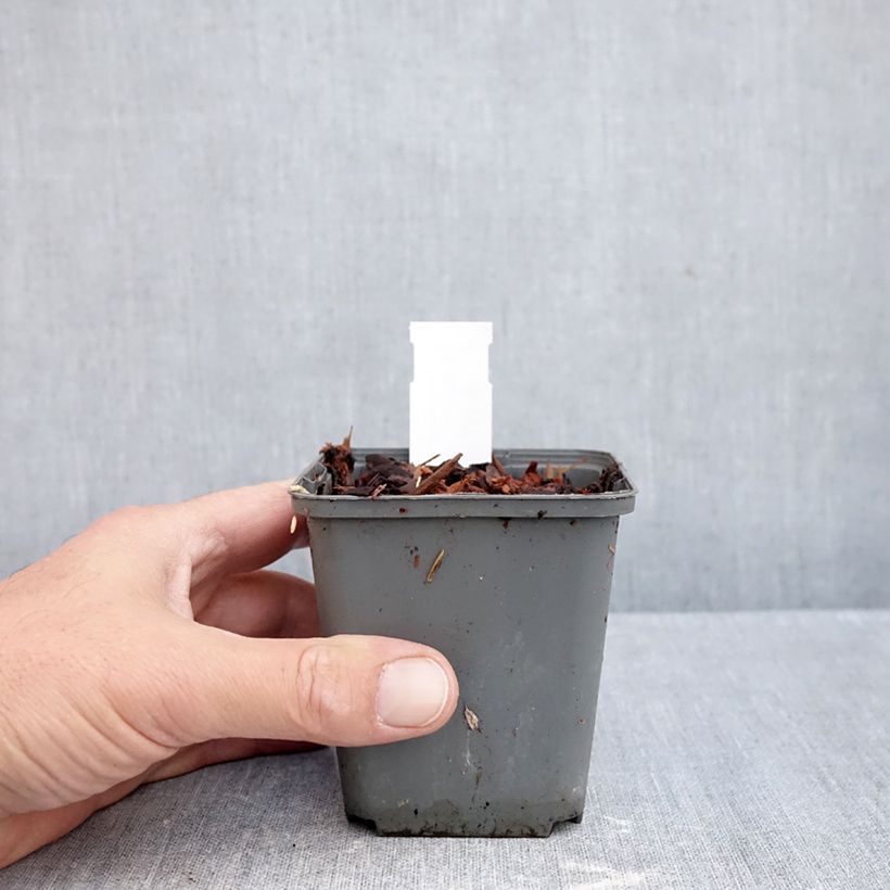 Amostra de Muguet Géant de Fortin - Convallaria majalis Fortin's Giant Vaso de 8/9 cm tal como entregue no outono