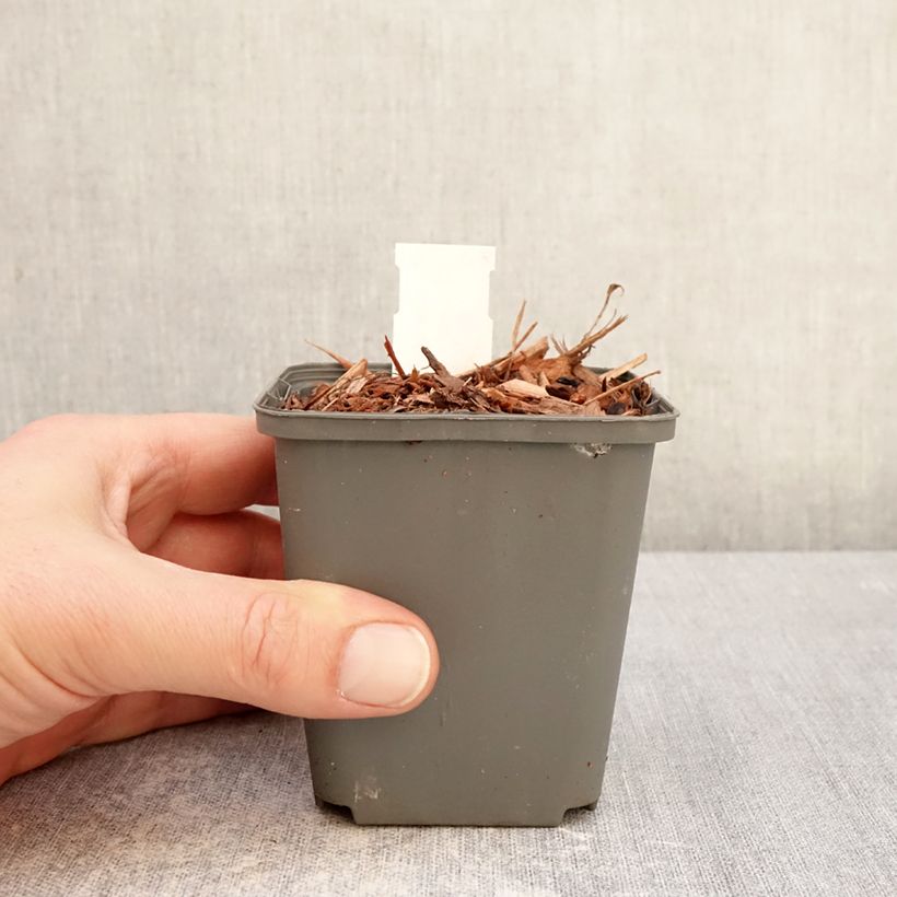 Amostra de Lírio-do-vale Géant de Fortin - Convallaria majalis Vaso de 8/9 cm tal como entregue no inverno