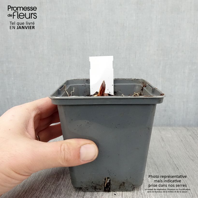 Amostra de Lírio-do-vale Hardwick Hall - Convallaria majalis Vaso de 1,5 L/2 L tal como entregue no inverno