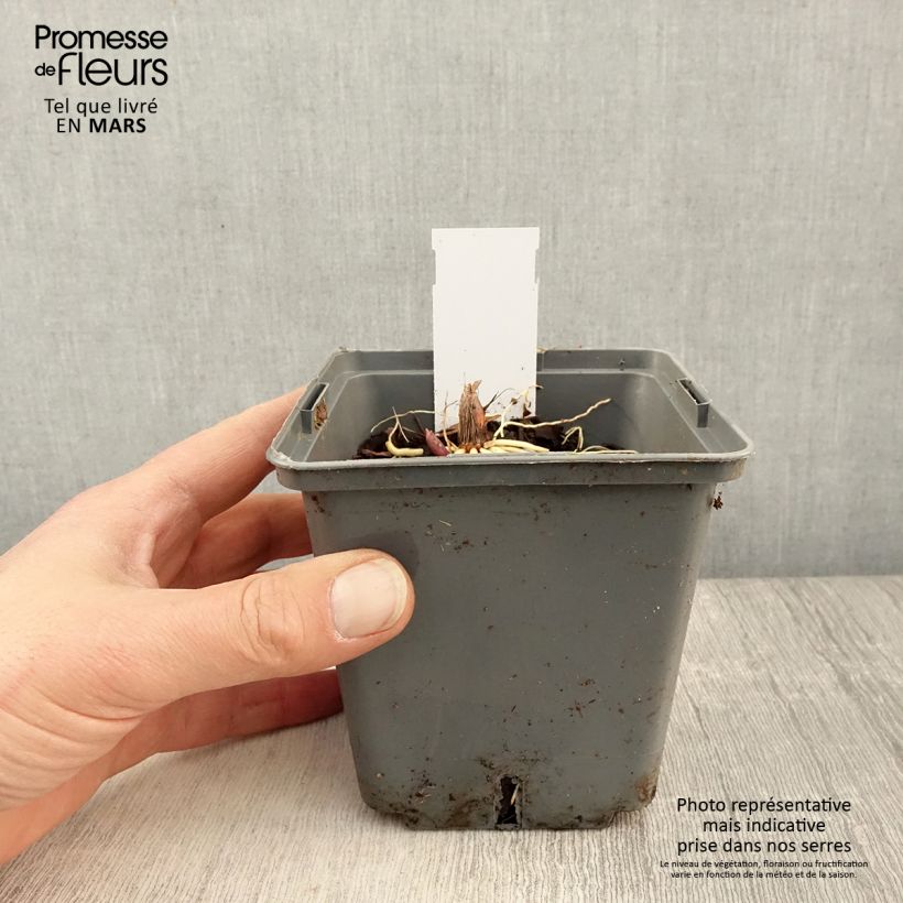 Amostra de Lírio-do-vale Hardwick Hall - Convallaria majalis Vaso de 1,5 L/2 L tal como entregue na primavera