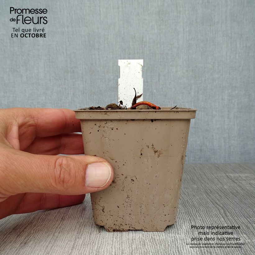 Amostra de Lírio-do-vale Rosea - Convallaria majalis Vaso de 8/9 cm tal como entregue no outono