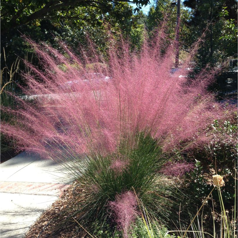 Muhlenbergia capillaris (Hábito)