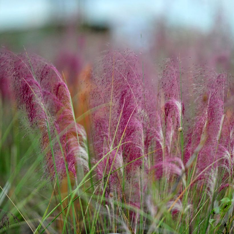 Muhlenbergia capillaris (Floração)
