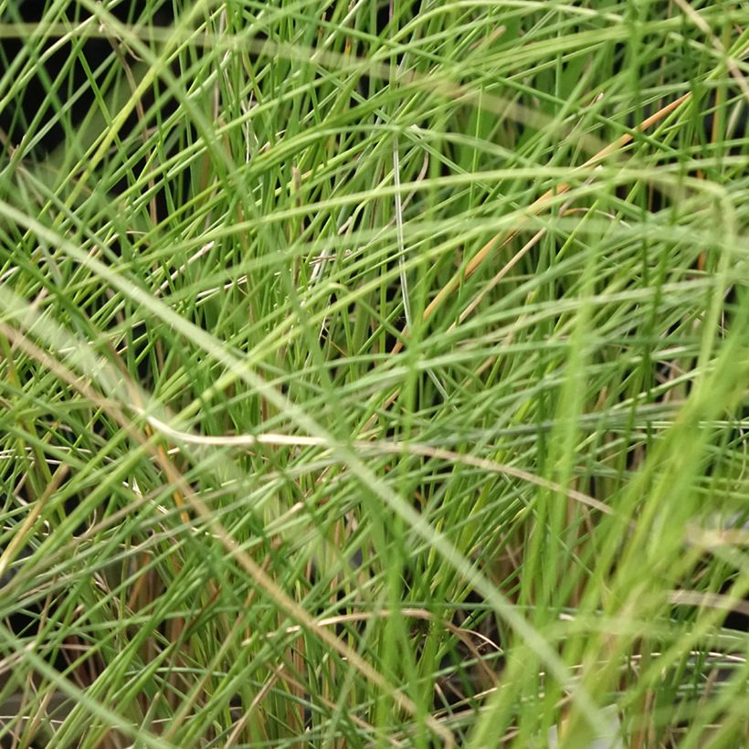 Muhlenbergia capillaris (Folhagem)