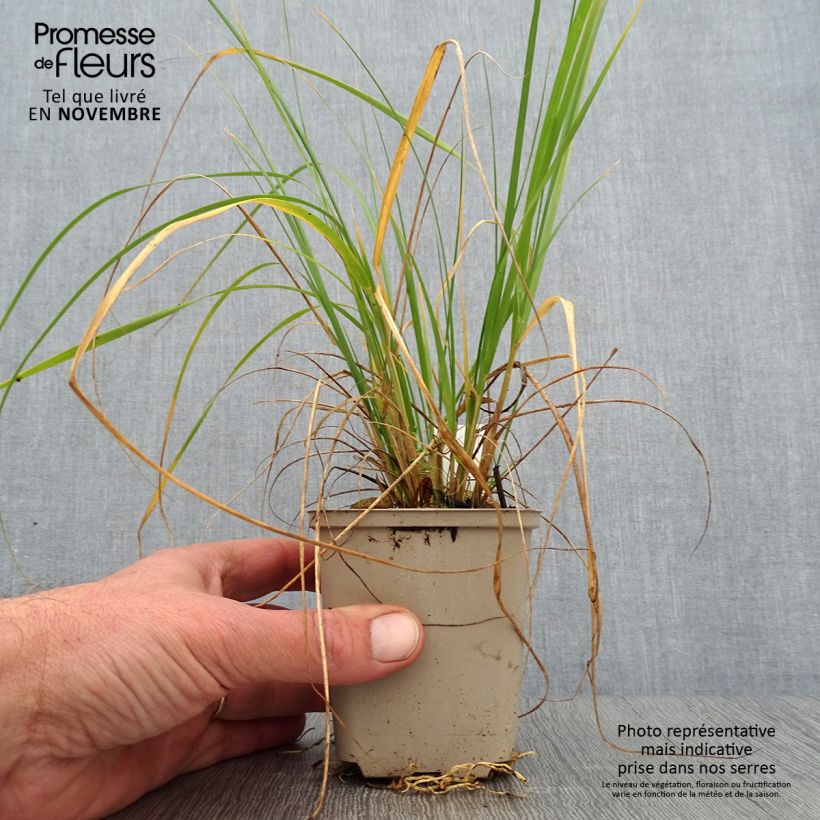Amostra de Muhlenbergia rigens Vaso de 8/9 cm tal como entregue no outono